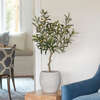 Tree Olive Topiary Pot 34in - Plants - 2