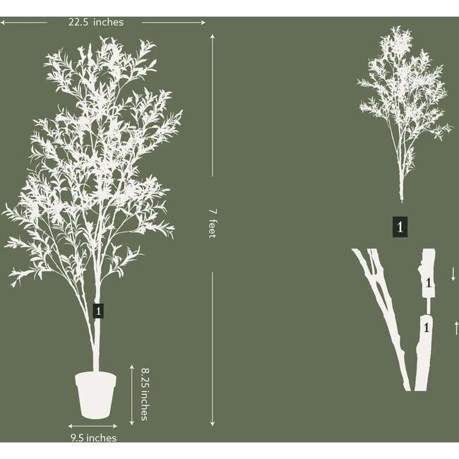 Tree Olive Whispy Grower 7ft - Plants - 3