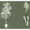 Tree Olive Whispy Grower 7ft - Plants - 3
