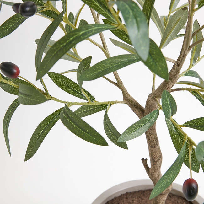 Tree Olive Topiary Pot 34in - Plants - 3