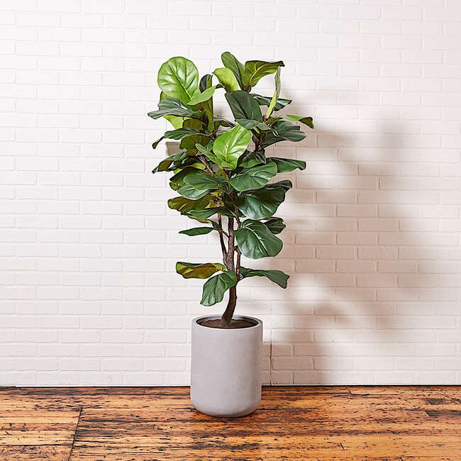 Tree Fiddle Fig Pot 5ft - Plants - 5