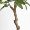Tree Olive Topiary Pot 34in - Plants - 4