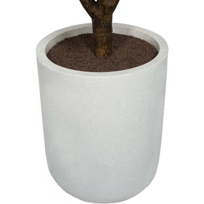 Tree Rubber Pot 5ft - Plants - 6