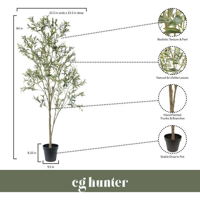 Tree Olive Whispy Grower 7ft - Plants - 4