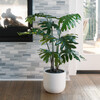 Plant Philodendron Pot 3ft - Plants - 2
