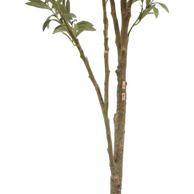 Tree Olive Whispy Grower 7ft - Plants - 5
