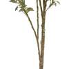 Tree Olive Whispy Grower 7ft - Plants - 5