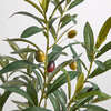 Tree Olive Topiary Pot 34in - Plants - 5