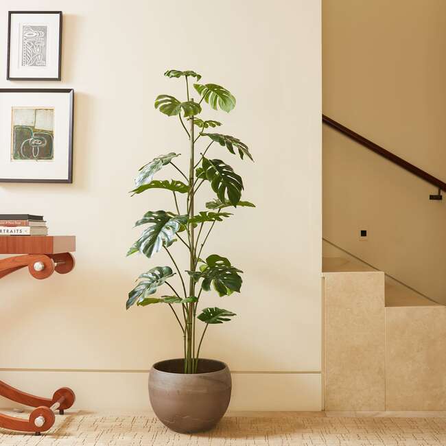 Tree Monstera Grower 5ft - Plants - 2