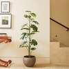 Tree Monstera Grower 5ft - Plants - 2