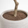 Tree Olive Topiary Pot 34in - Plants - 6