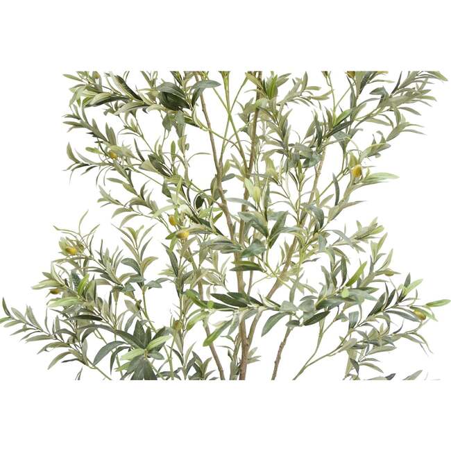 Tree Olive Whispy Grower 7ft - Plants - 6