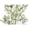 Tree Olive Whispy Grower 7ft - Plants - 6