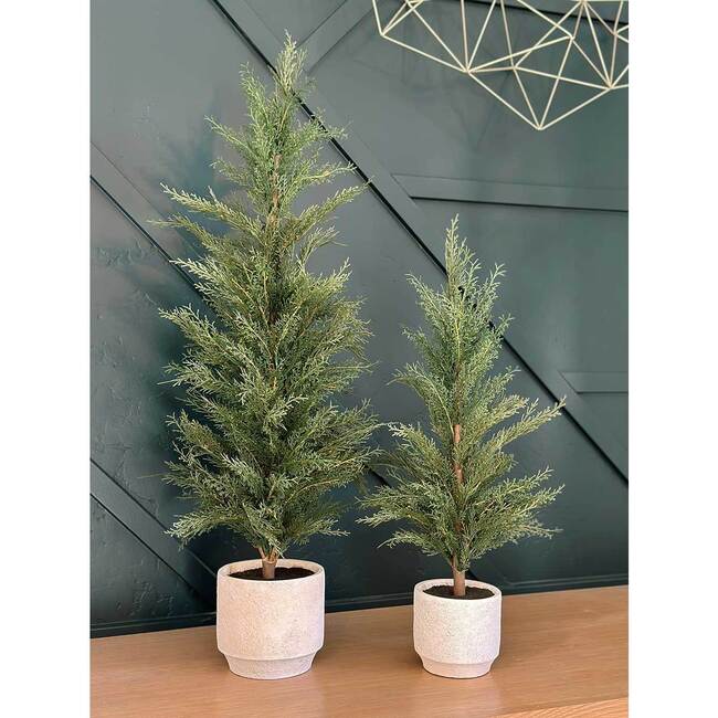 Tree Cedar Pot 3ft - Plants - 6