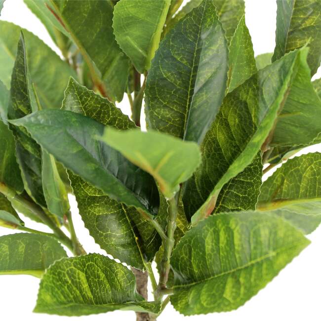 Plant 2PK Pot Eucalyptus 10in & Citrus 16in - Plants - 3