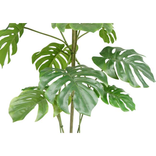 Tree Monstera Grower 5ft - Plants - 3