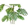 Tree Monstera Grower 5ft - Plants - 3