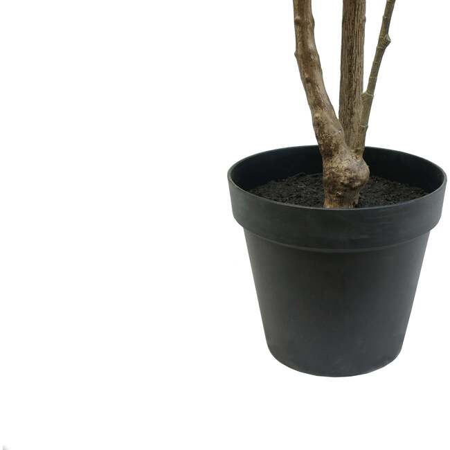 Tree Ficus Heart Grower 7ft - Plants - 5