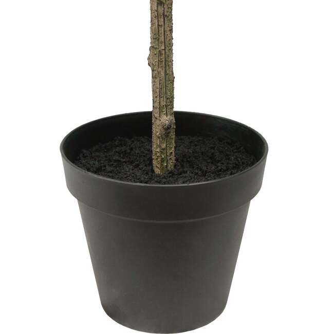 Tree Olive Slim Grower 7ft - Plants - 5