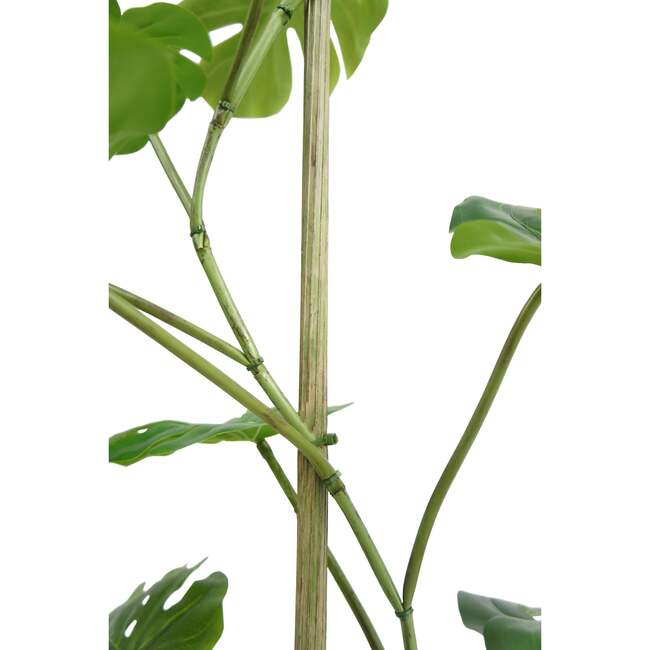 Tree Monstera Grower 5ft - Plants - 4