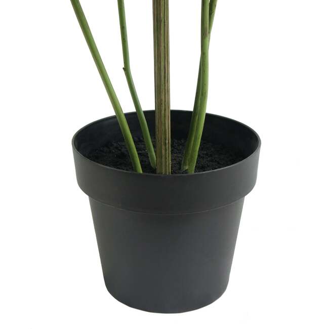 Tree Monstera Grower 5ft - Plants - 5
