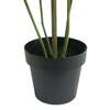 Tree Monstera Grower 5ft - Plants - 5