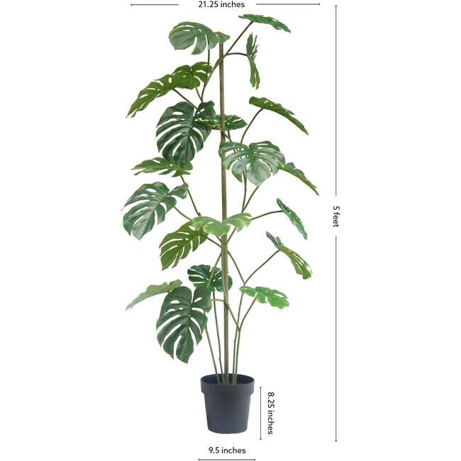 Tree Monstera Grower 5ft - Plants - 6