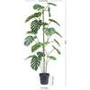 Tree Monstera Grower 5ft - Plants - 6