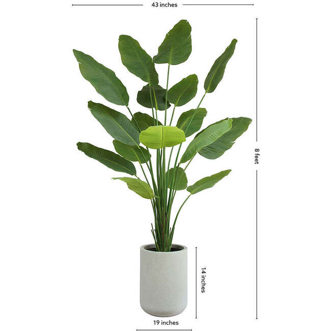Tree Bird of Paradise Pot 8ft - Plants - 5