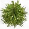 5-Foot 250-Light Warm White LED Grand Fir Tree - Other Accents - 2