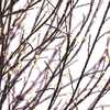 4-Foot Dark Brown Twig Tree with 1000 Warm white Cluster Lights - Other Accents - 2
