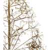 4-Foot Pre-Lit Warm White LED Silhouette Fairy Tree - Other Accents - 2