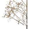 4-Foot Pre-Lit Warm White LED Silhouette Fairy Tree - Other Accents - 4