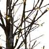 3-Foot Dark Brown Twig Tree with 500 Warm White Cluster Lights - Other Accents - 2