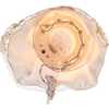 UL 10-Light 12-Inch Ivory and Gold Angel Treetop - Other Accents - 7