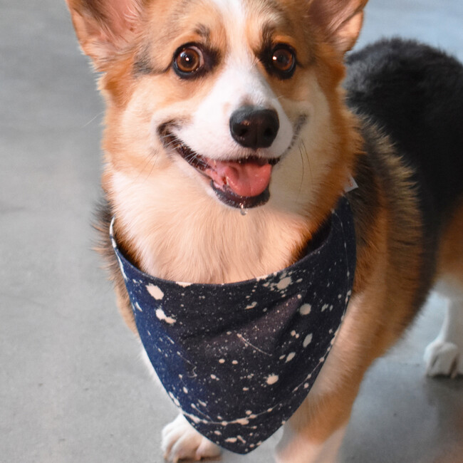 Bandana, Denim Splatter - Dog Bandanas & Neckties - 2