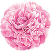 Die Cut Peony Placemat - Paper Goods - 1 - thumbnail