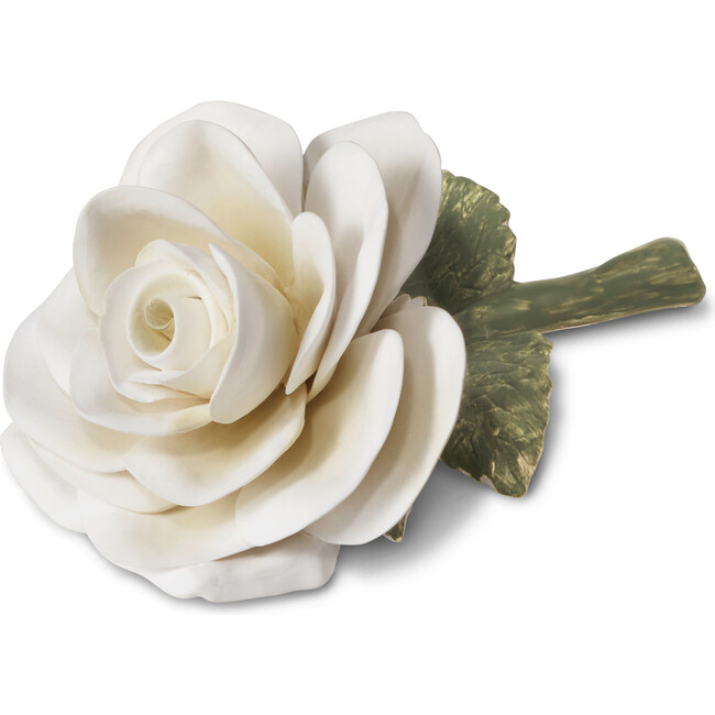 Porcelain Rose, Cream