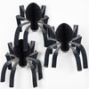 Honeycomb Spiders - Party - 1 - thumbnail