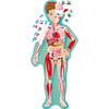 Travel, Learn & Explore: The Human Body - Puzzles - 2 - thumbnail