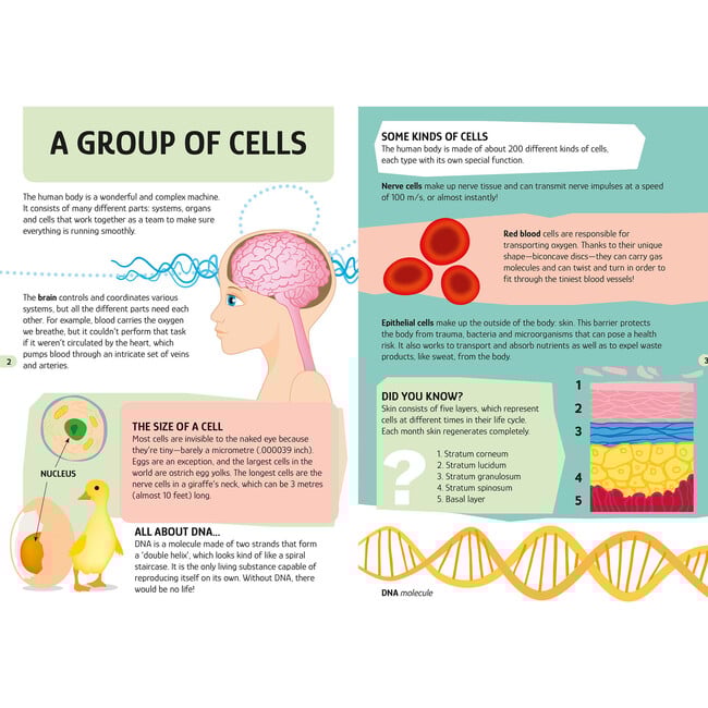 Travel, Learn & Explore: The Human Body - Puzzles - 4