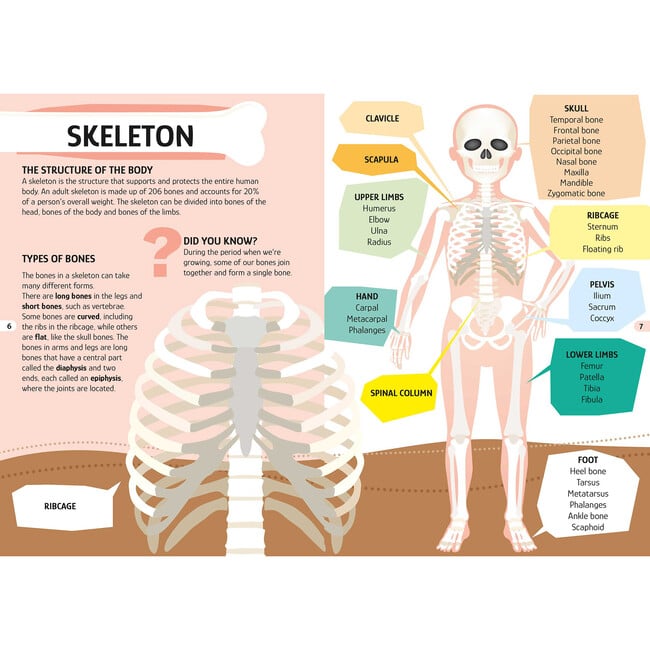 Travel, Learn & Explore: The Human Body - Puzzles - 6