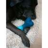 WOOL OMBRE BONE, Ocean Blue - Pet Toys - 5 - thumbnail