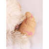 WOOL CROISSANT - Pet Toys - 6 - thumbnail