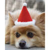 HOLIDAY HAT, Santa - Pet Costumes - 4 - thumbnail