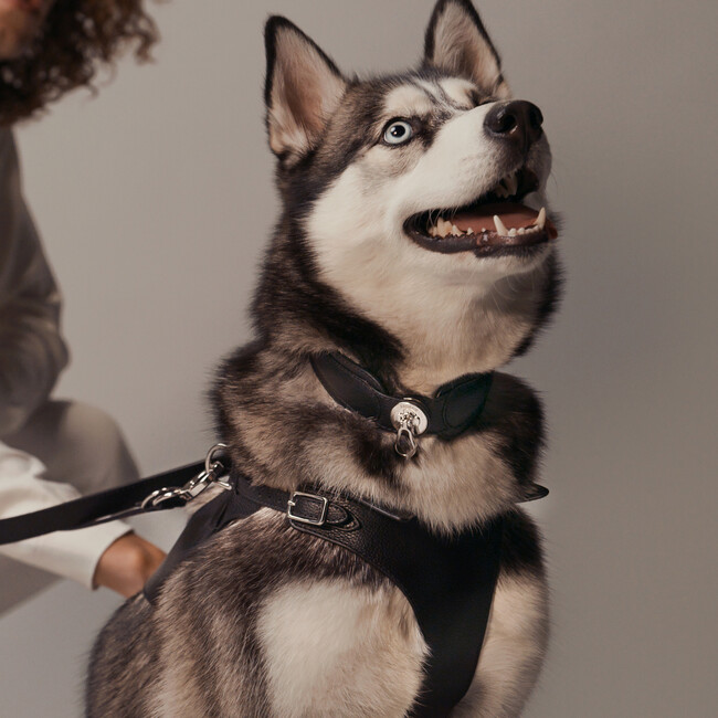 The Dórro Collar, Noir - Collars, Leashes & Harnesses - 2