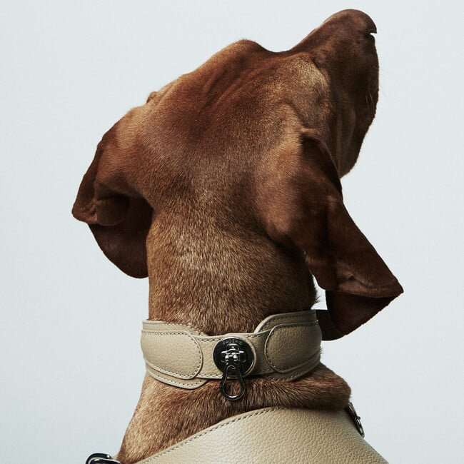 The Dórro Collar, Sand - Collars, Leashes & Harnesses - 3