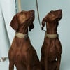 The Dórro Collar, Sand - Collars, Leashes & Harnesses - 5 - thumbnail