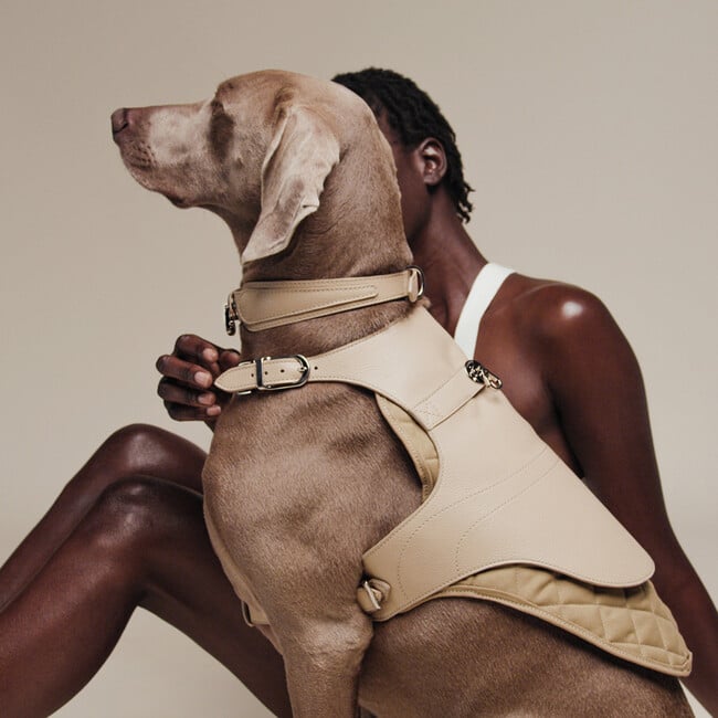 The Babbi Harness, Sand - Collars, Leashes & Harnesses - 5