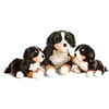 My Dog Ferdinand - Large Sitting 60cm - Plush - 2 - thumbnail